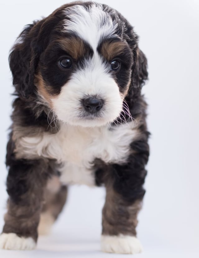 A picture of a Bear, one of our  Bernedoodles for sale