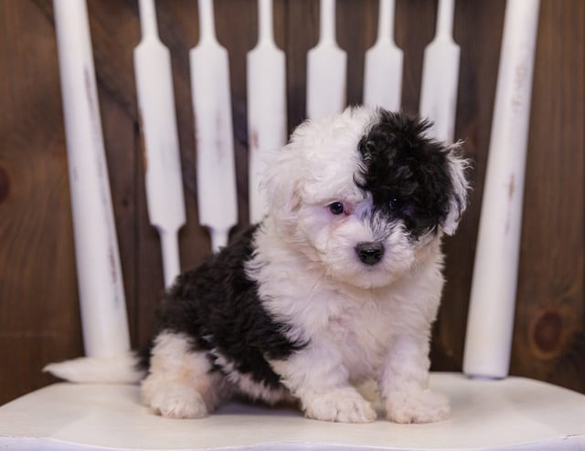 A picture of a Lexi, one of our Mini Sheepadoodles puppies that went to their home in South Dakota