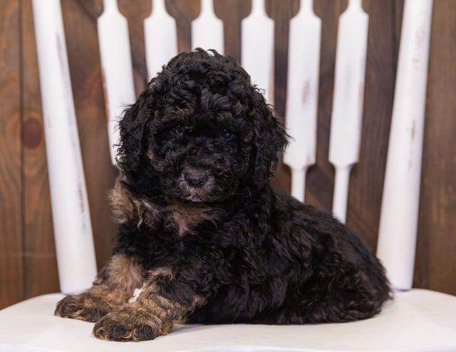 A picture of a Gyro, one of our Mini Poodles puppies that went to their home in Missouri