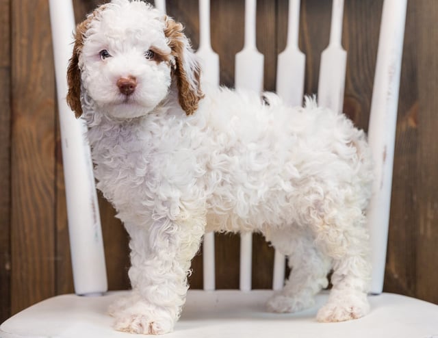 Brody is an F1B Goldendoodle that should have  and is currently living in Kentucky