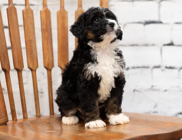 Pookie is an F1 Bernedoodle for sale in Iowa.