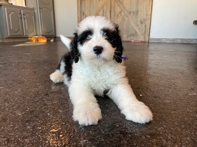 A picture of a Neo, one of our Standard Sheepadoodles puppies that went to their home in Connecticut
