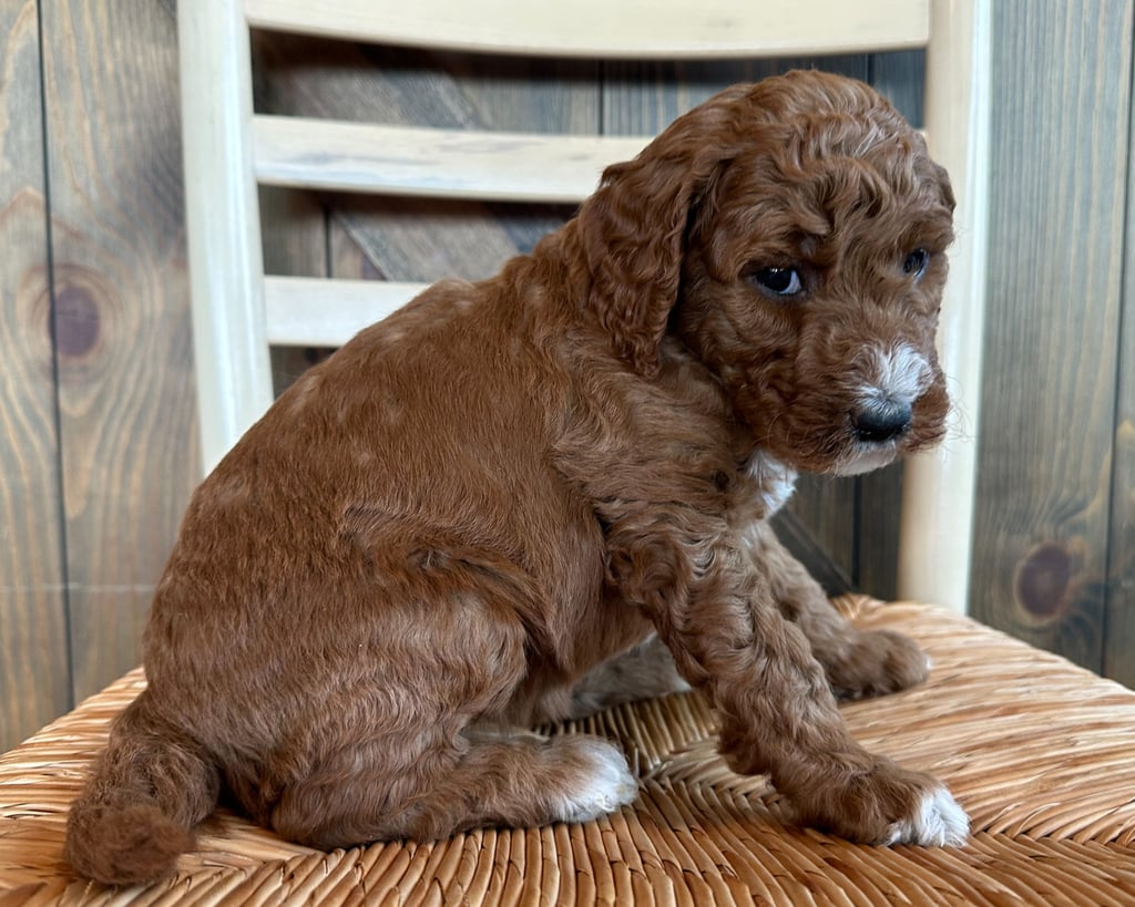 Frannie came from Zella and Scout's litter of F1B Goldendoodles