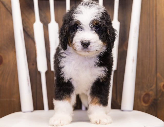 Tucker came from Willow and Bentley's litter of F1 Bernedoodles