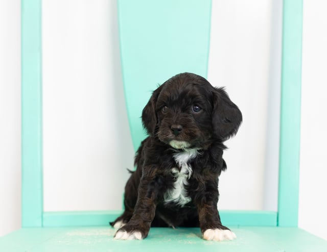 This litter of Cavapoos are of the F1 generation.