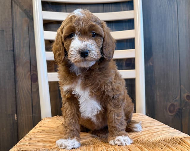 A picture of a Storm, a gorgeous Mini Goldendoodles for sale