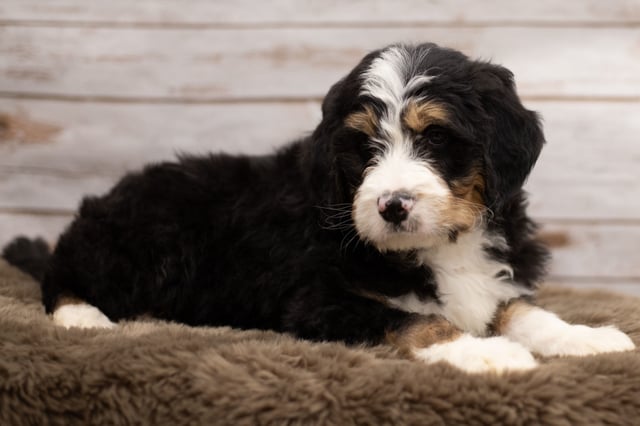 Ink was born on 12/12/2018 and is a Iowa Bernedoodle