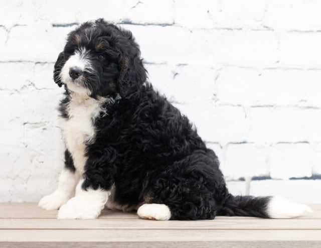 A picture of a Xam, a gorgeous Standard Bernedoodles for sale