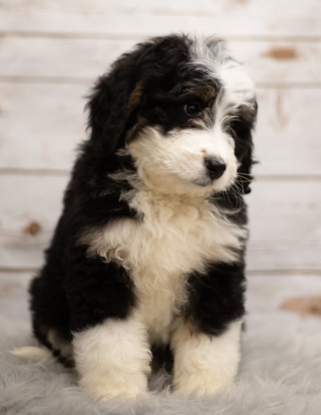 Izzy is an F1 Bernedoodle that should have  and is currently living in Iowa