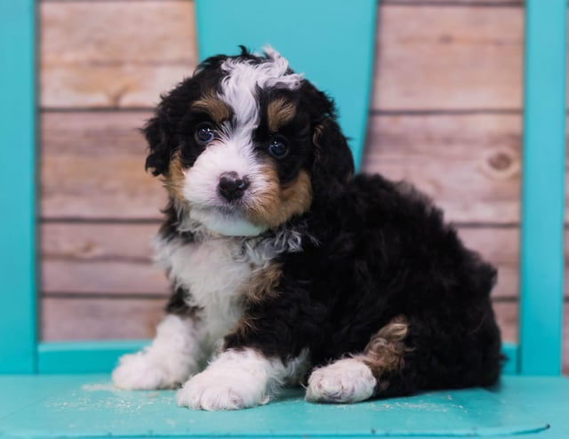 Lexy is an F1 Bernedoodle that should have  and is currently living in California