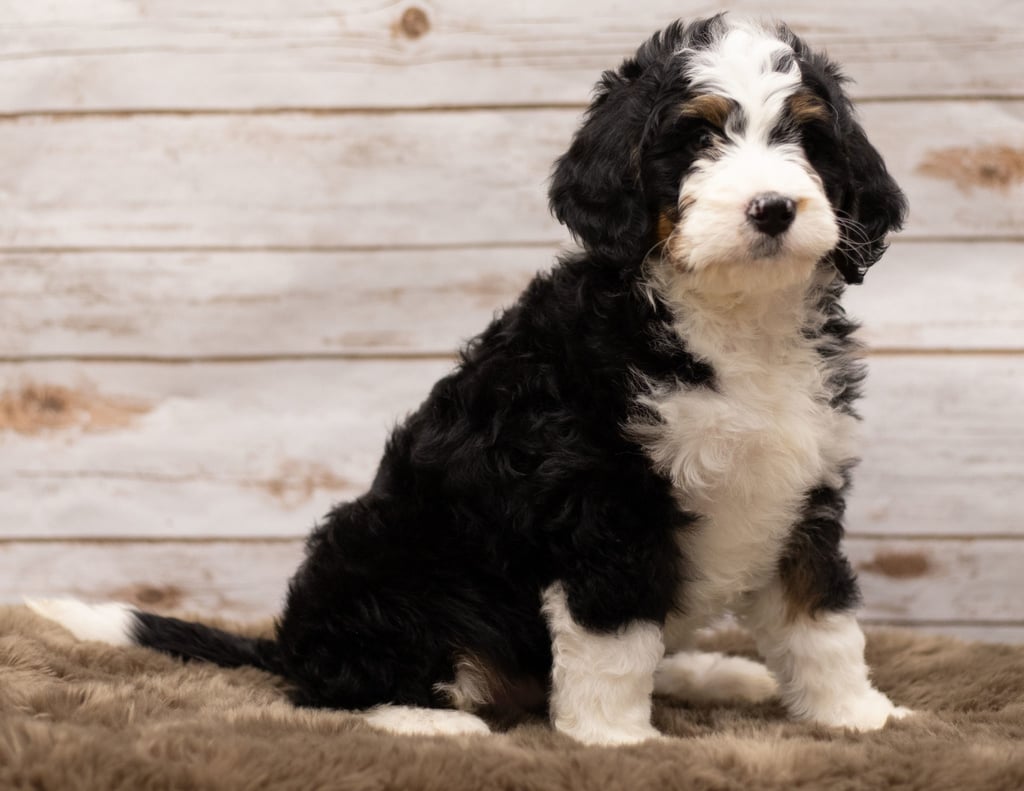 Ibsy came from Kiaya and Bentley's litter of F1 Bernedoodles