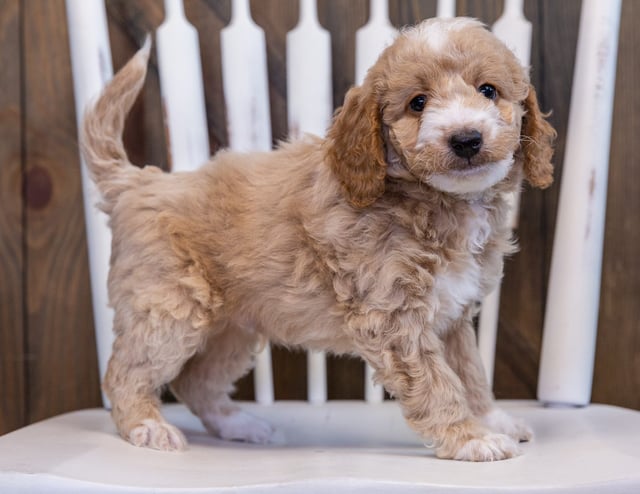 A picture of a Falcon, one of our Petite Bernedoodles puppies that went to their home in Iowa