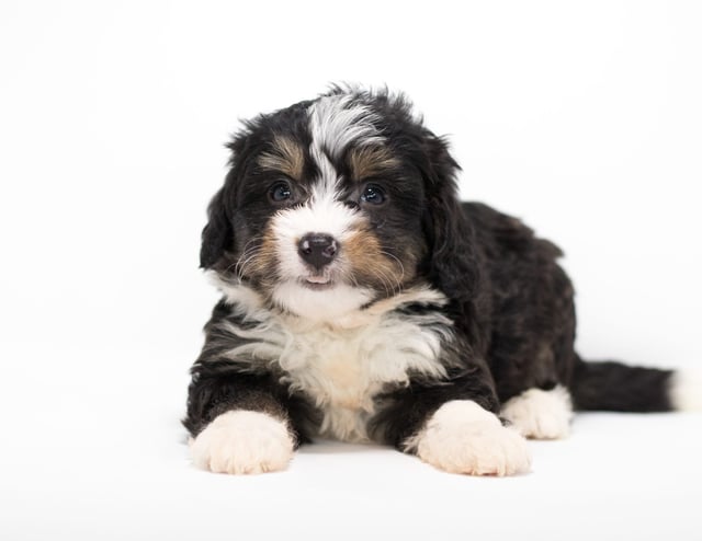 A picture of a Foz, a gorgeous Mini Bernedoodles for sale