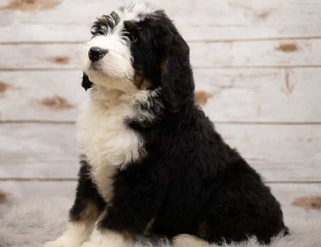 Indi came from Kiaya and Bentley's litter of F1 Bernedoodles