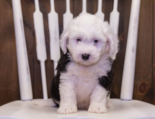 Link came from Chloe and Stanley's litter of F1 Sheepadoodles