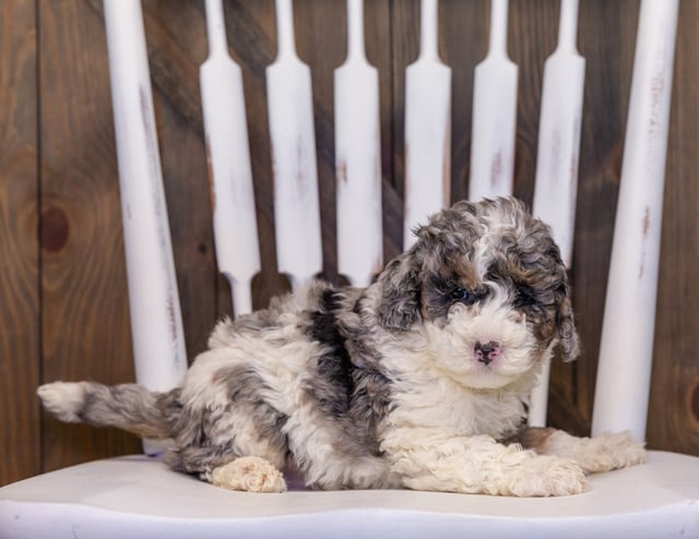 A picture of a Harley, one of our Mini Sheepadoodles puppies that went to their home in Iowa