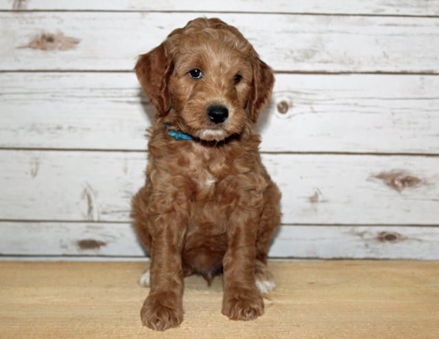 Compare and contrast Goldendoodles with other doodle types on our breed comparison page