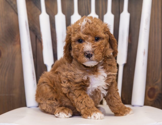 A picture of a Vanilla, one of our Mini Goldendoodles puppies that went to their home in Nebraska