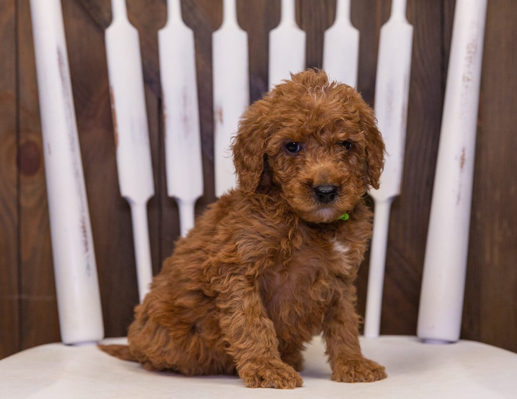 A picture of a Oscar, one of our Mini Goldendoodles puppies that went to their home in California