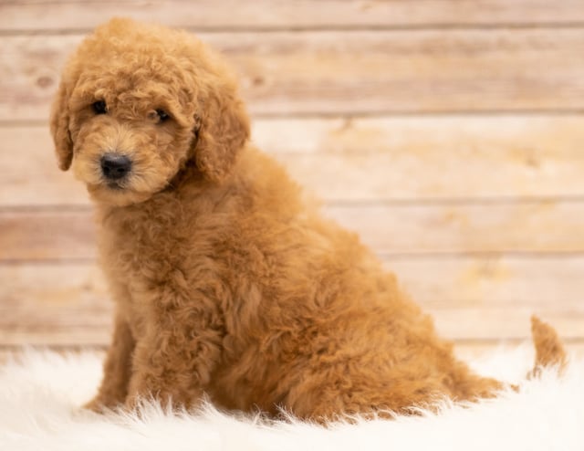 A picture of a Kyra, one of our Mini Goldendoodles puppies that went to their home in South Dakota