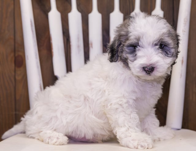 A picture of a Pudge, one of our Mini Sheepadoodles puppies that went to their home in South Carolina