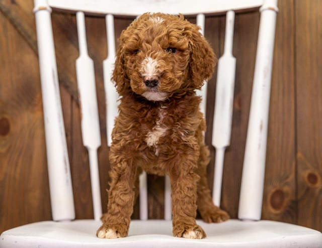 Zeno is an F1B Goldendoodle that should have  and is currently living in California
