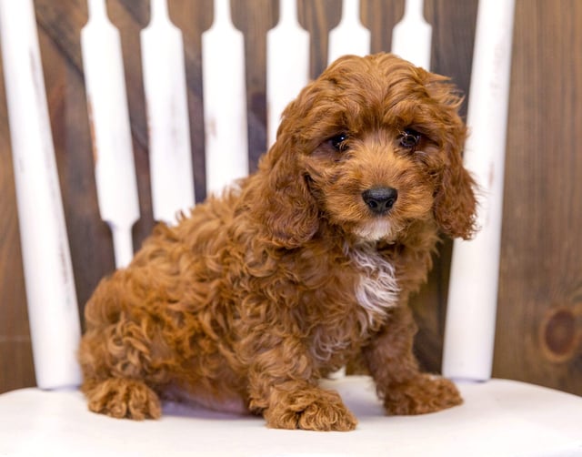 A picture of a Nax, a gorgeous  Cavapoos for sale