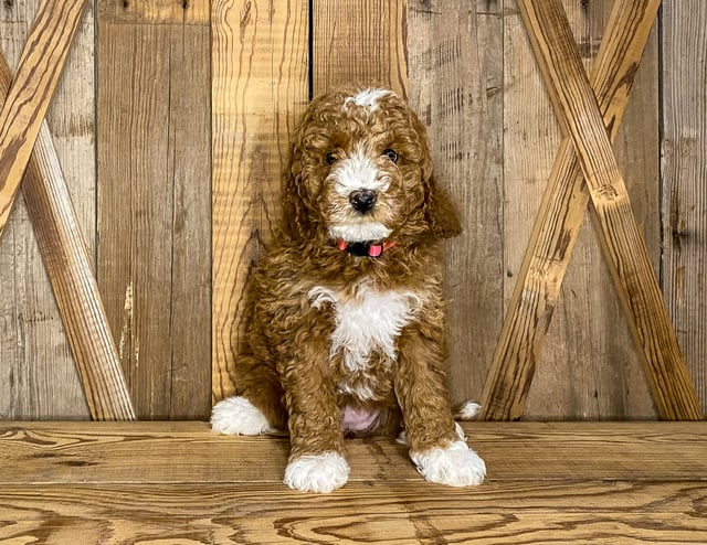 Goldendoodles bred in in Iowa by Poodles 2 Doodles