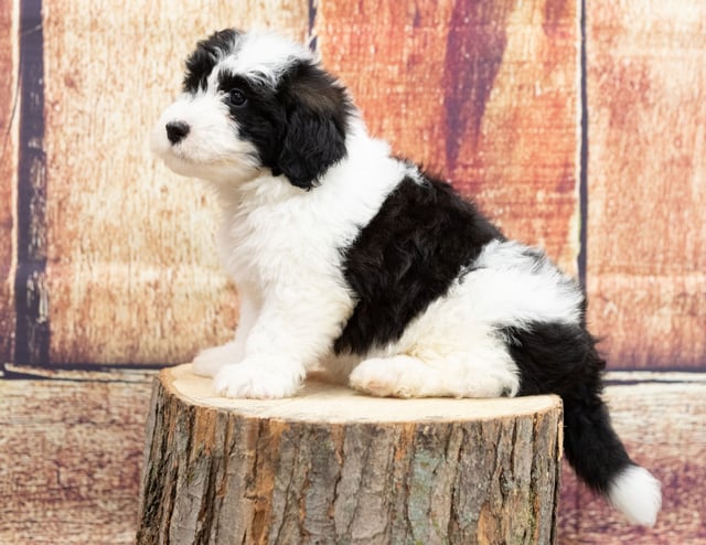 A picture of a Undra, a gorgeous Mini Sheepadoodles for sale