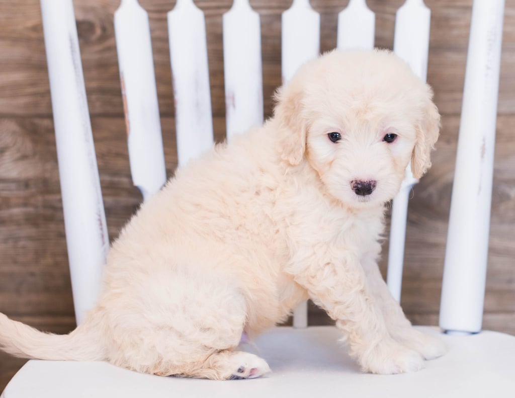 Vander came from Sassy and Ozzy's litter of F1 Goldendoodles