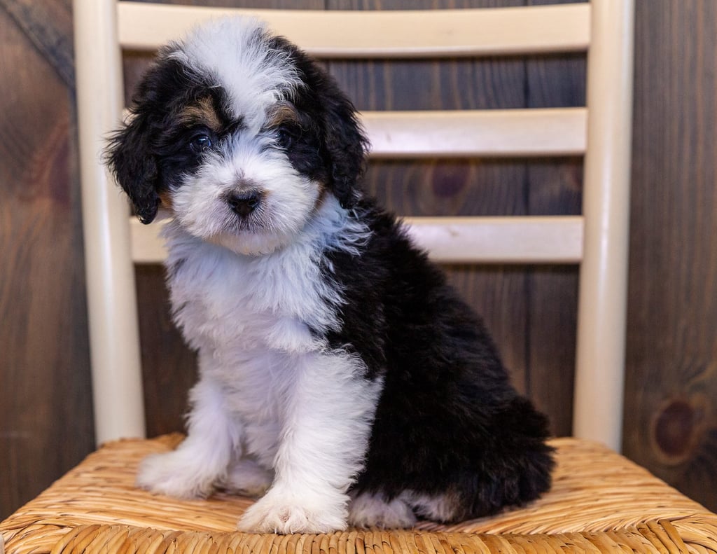 Xera is an F1 Bernedoodle that should have  and is currently living in Iowa