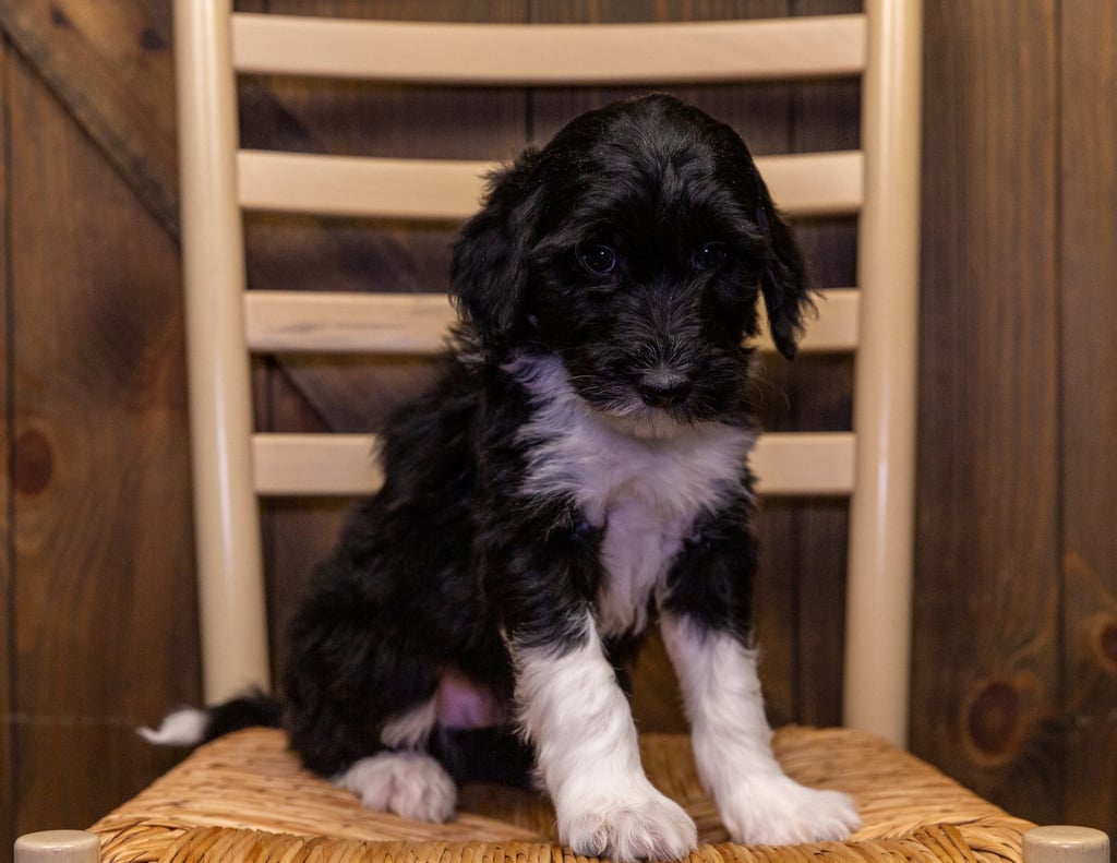 A picture of a Wally, one of our Mini Sheepadoodles puppies that went to their home in Wisconsin