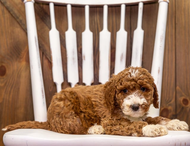 Goldendoodles bred in in Iowa by Poodles 2 Doodles