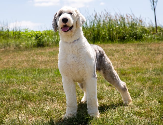 Anna has a total of 68 litters