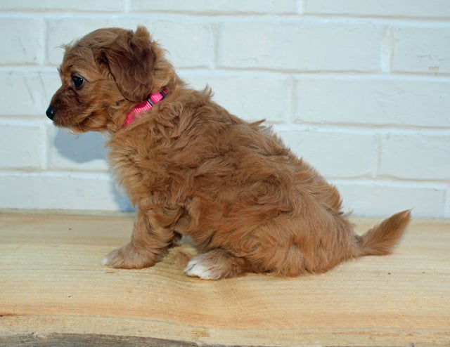 Hazel came from Scarlett and Taylor's litter of F1BB Goldendoodles