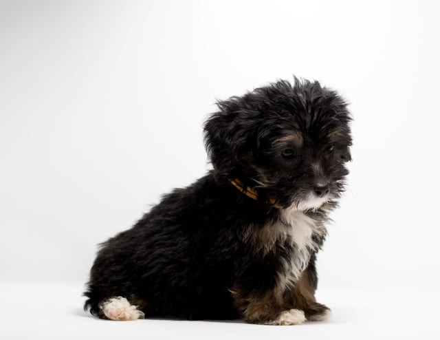 A picture of a Fay, a gorgeous Mini Bernedoodles for sale