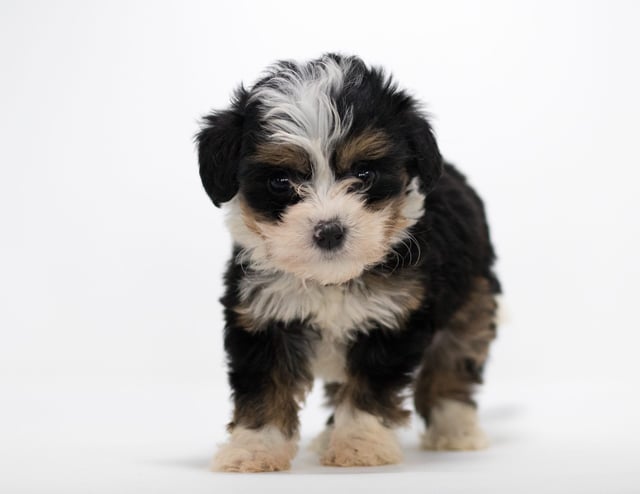 Another great picture of Flora, a Bernedoodles puppy