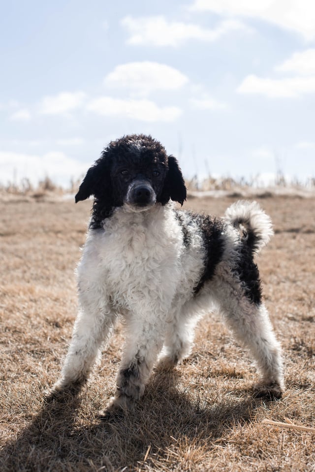 Bernedoodles bred in in Iowa by Poodles 2 Doodles