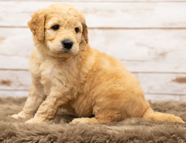 These Goldendoodles were bred by Poodles 2 Doodles, their mother is Sassy and their father is Houston