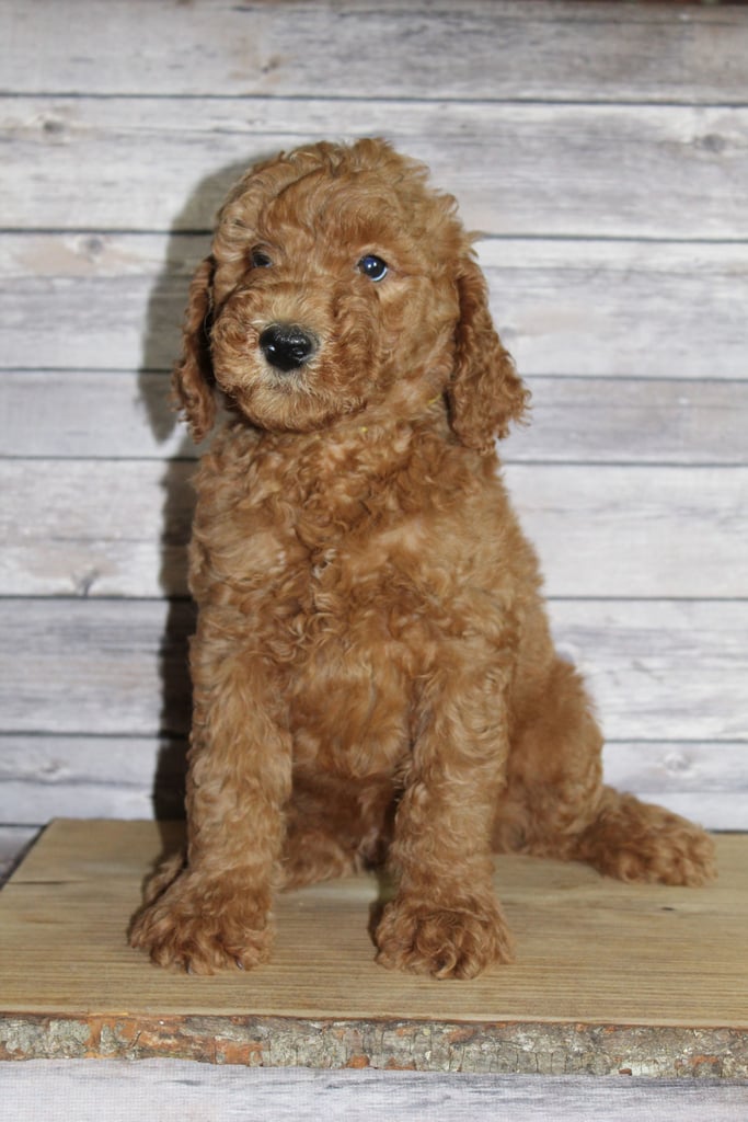 A picture of a Mac, one of our Mini Irish Goldendoodles puppies that went to their home in Nebraska
