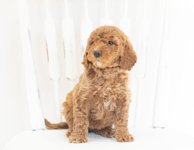 A picture of a Mabel, one of our Mini Goldendoodles puppies that went to their home in Illinois