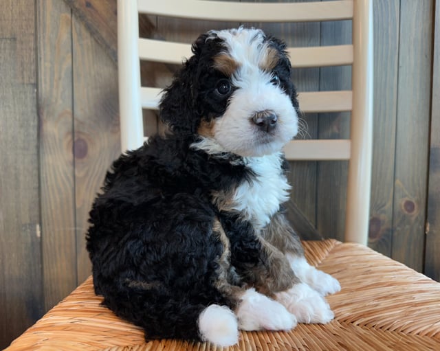 Jace came from Della and Sawyer's litter of F1 Bernedoodles