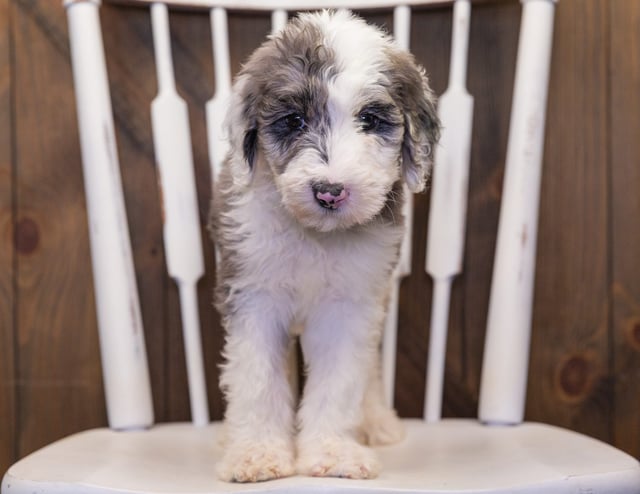 Bee came from Annie and Merlin's litter of F1 Sheepadoodles