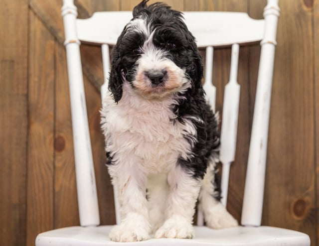 Dolly is an F1 Sheepadoodle that should have  and is currently living in Virginia