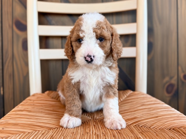A picture of a Hugo, a gorgeous Standard Goldendoodles for sale