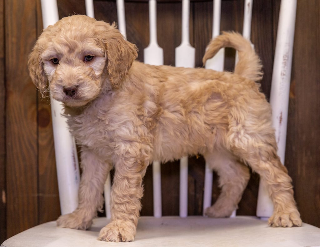 Tango is an F1B Goldendoodle that should have  and is currently living in Iowa
