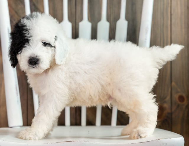 Liam is an F1B Sheepadoodle that should have  and is currently living in Nebraska