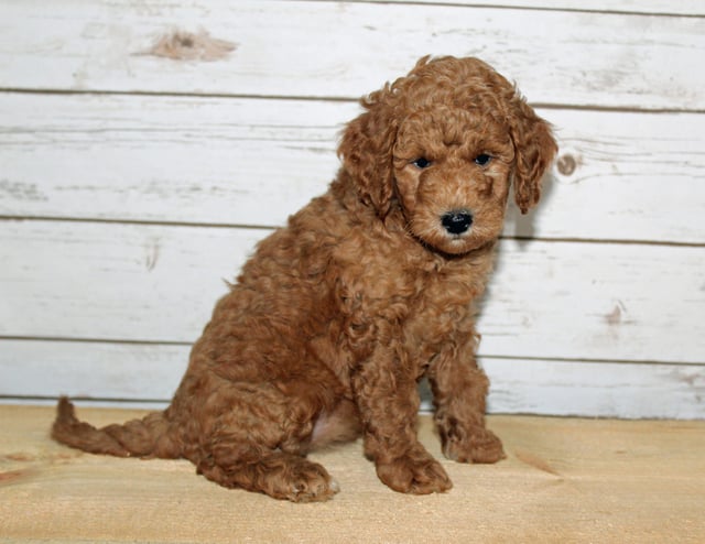 Xandy is an F2B Goldendoodle that should have  and is currently living in Missouri