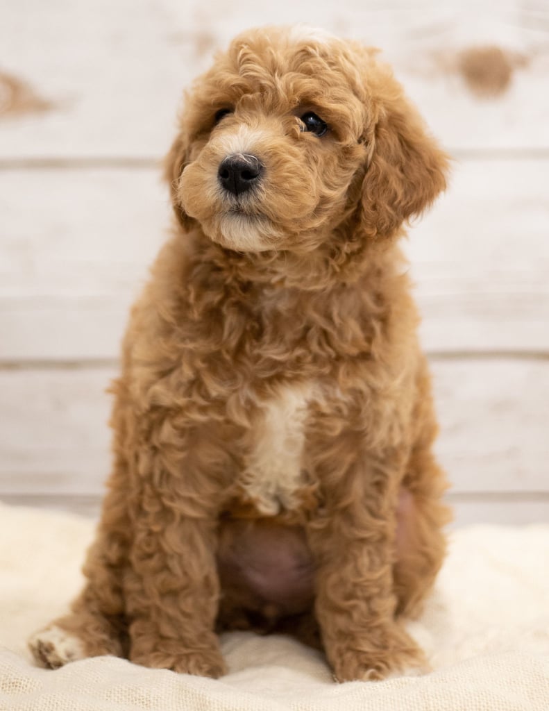 Kel came from Tatum and Teddy's litter of F2B Goldendoodles