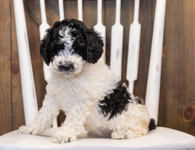 Honey is an F1B Sheepadoodle that should have  and is currently living in Minnesota